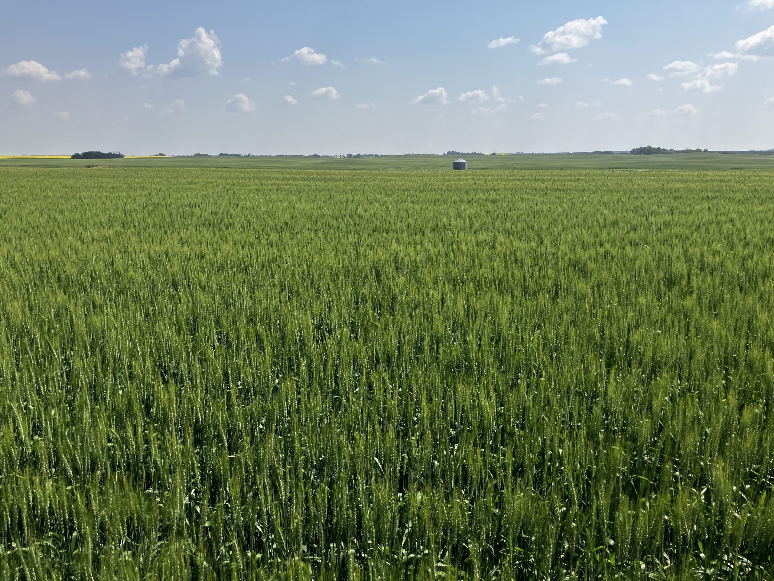 wheat crops in southern Saskatchewan