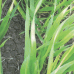 The youngest leaves were most affected and were severely yellowed in this barley crop.