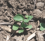 The Canola Emerged Fine But Was Stalled At The One-leaf Stage.