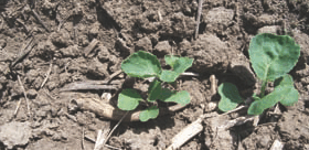 The Canola Emerged Fine But Was Stalled At The One-leaf Stage.