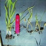 Typical seedling injury from excessive seed-placed urea.