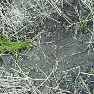 Ungerminated seed in dry soil.