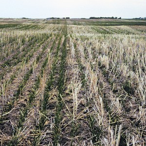 Wheat in the Boissevain area with seed-placed fertilizer on the right had only a 69 per cent stand and was one full leaf stage behind the check strip on the left.