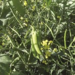 Rosengren says a pea-canola mix is a good choice for first time intercroppers. They’re both easy to harvest and he’s consistently had positive results.