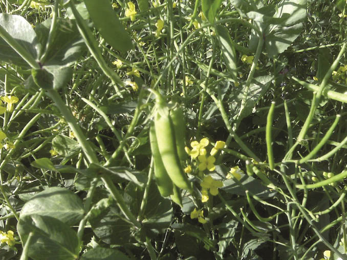 Rosengren says a pea-canola mix is a good choice for first time intercroppers. They&rsquo;re both easy to harvest and he&rsquo;s consistently had positive results.