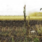 Field with crop and grasses