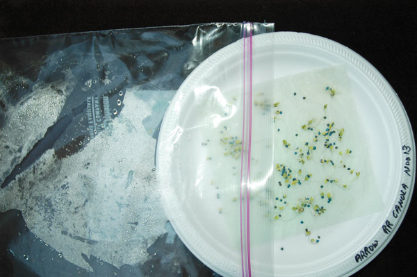 a DIY germination test