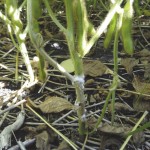 Photo by Kristen Podolsky, Manitoba Pulse Growers Association