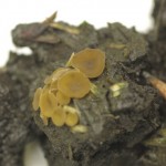 Sclerotia, the overwintering bodies of Sclerotinia sclerotiorum germinate and produce mushroom-like structures called apothecia.