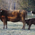 Cow and calf in a field.