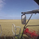 View of a farmer's field from the cab of a combine.