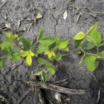 This picture from 2011 shows a spot where nitrogen application triggered iron chlorosis in soybeans (the yellowing plants).
