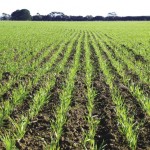 Young crop rising out of the ground.
