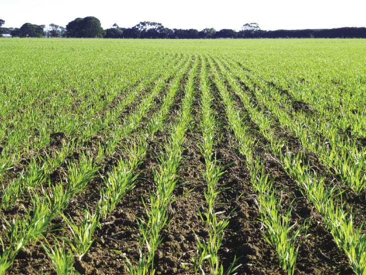 Young crop rising out of the ground.