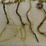 Root rot in a canola plant.
