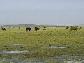 Cattle grazing in a field