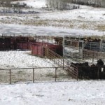 Cattle in a fenced area.