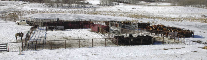 Cattle in a fenced area.