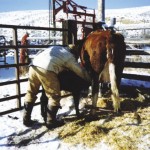 Cow and calf in a pen in a bonding process.