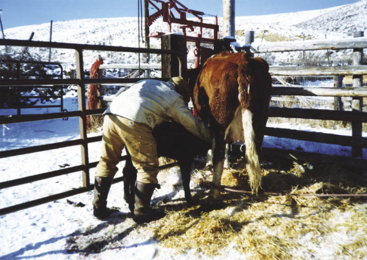 Cow and calf in a pen in a bonding process.
