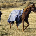 Young woman walking a horse in a pasture.