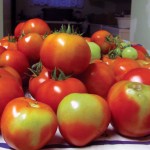 tomatoes