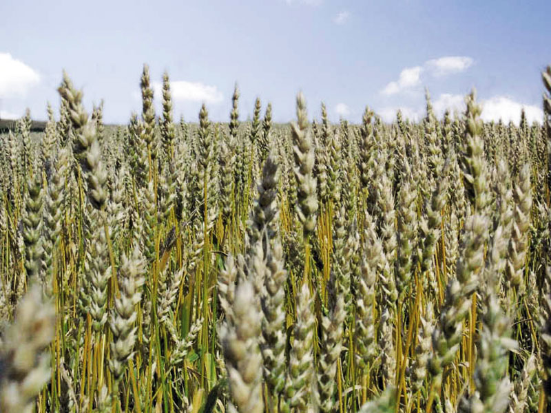 Wheat field with blue sky in background.