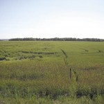 An open field.