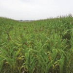 Young corn growing in a field.