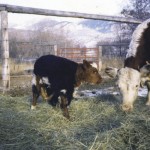 Calf and mother