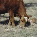 The pressure is on the Canadian livestock industry to demonstrate that all classes of livestock are being raised with healthy and humane production practices.