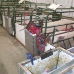 Working with some easy-to-source components, hog barn manager Helmut Janz developed this piglet arm which safely holds piglets for processing.