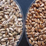 Fusarium affected seed on the left.