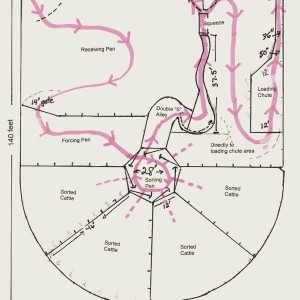 cattle flow diagram