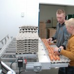 Saturday is a big day with up to 1,800- dozen eggs graded at Galimax Trading in Nobleford, Alta. The company has three full-time and four part-time employees.