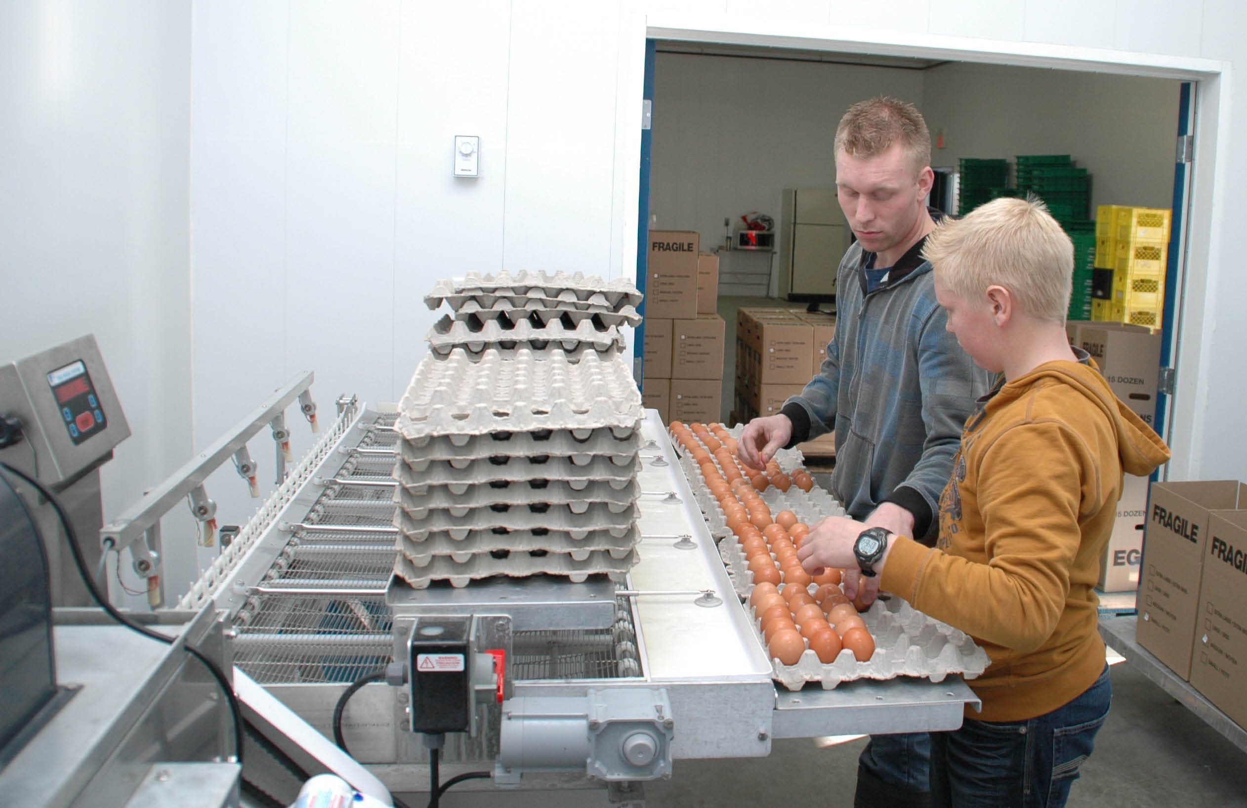 Saturday is a big day with up to 1,800- dozen eggs graded at Galimax Trading in Nobleford, Alta. The company has three full-time and four part-time employees. 