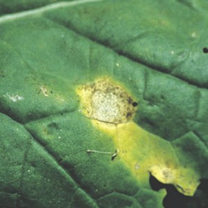 These leaf lesions were caused by blackleg disease.