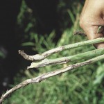 Stem cankers caused by blackleg disease. Experts warn that blackleg could take a large bite out of future canola production.