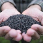 Canola seed in hand