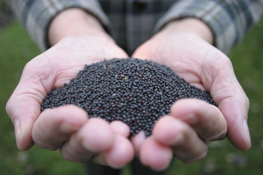 Canola seed in hand