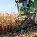 Combine harvesting corn