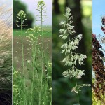 Pictured above: Miscanthus, camelina, reed canarygrass, and sorghum.
