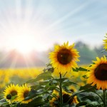 Sunflowers in a field.