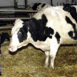 Dairy cow and calf in a stall