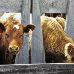 Cattle behind a wooden fence rail