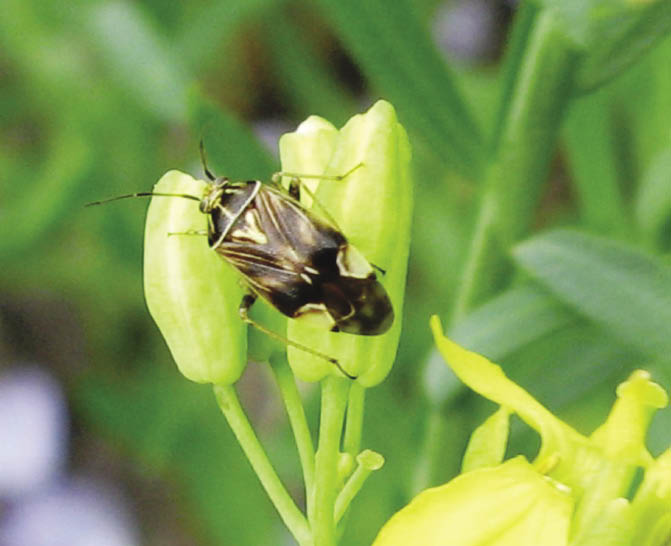 lygus bug