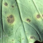 Alternaria usually moves into a crop after the waxy layer starts to wear off near the end of the season as plants are maturing, drying down and filling the seed.