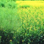 Canola field next to wild grasses