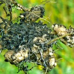 Clubroot-infested canola
