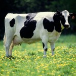 Phosphorus can be too much of a good thing
